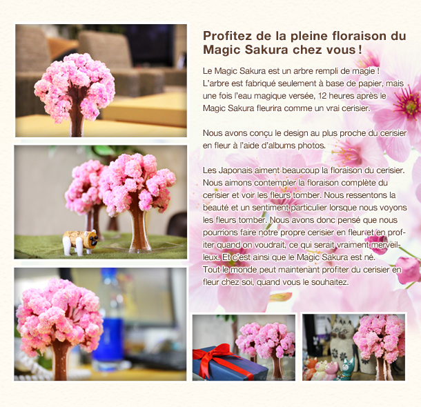 magicsakura_04.jpg