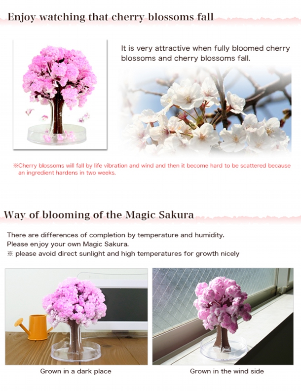 SAKURA_04.jpg