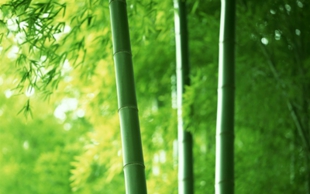 Bamboo-chopsticks1.jpg