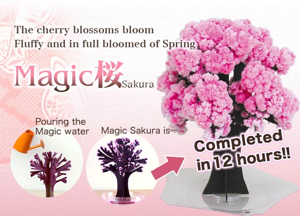 magic桜_EN_01.jpg